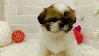 シーズーの動画02