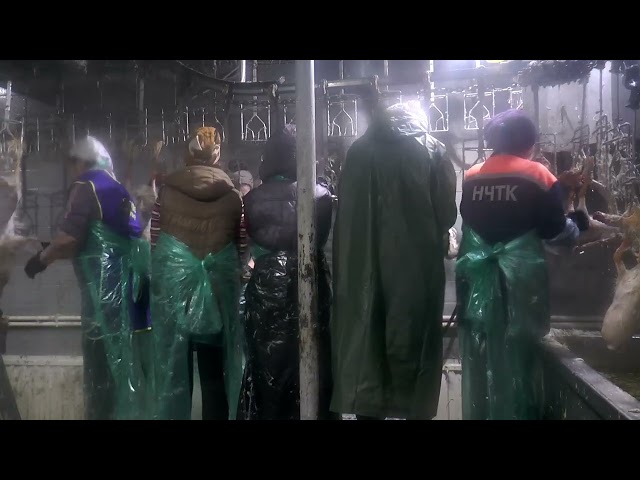 Каз эшкәртү өчен чират