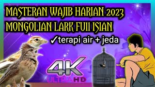 Download lagu masteran harian wajib burung lomba || mongolian lark full isian mp3