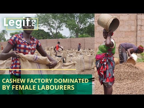 Legit.ng discovers cashew factory dominated by female labourers | Legit TV