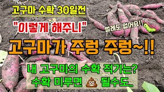 고구마수확 30일전 이렇게 해주면 없던 고구마가 주렁주렁 달리고 벌레도 없어요 #고구마농사 #고구마수확시기