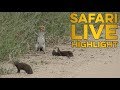 Hilarious dwarf mongoose plays dead for hornbill!