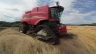 Wheat harvest 2021 day7