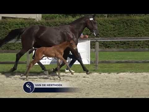 Borre Van De Herthoek