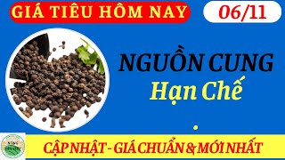 Giá Tiêu Hôm Nay Ngày 6/11/2024|  Nguồn cung hạn chế, giá có thể sẽ đẩy lên cao