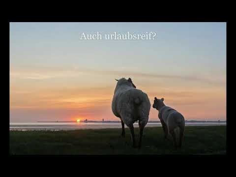 Nordsee-Urlaub mit Hund im Ferienhaus Kronprinz