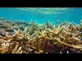 Мальдивы под водой 