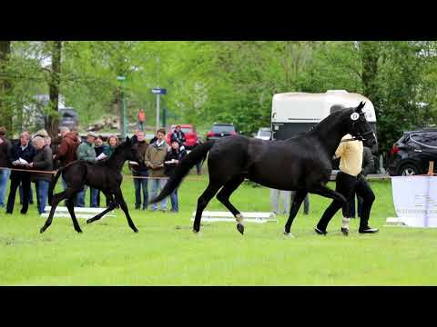 SF von Fürst Belissaro x Dancier