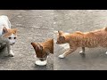 Orange Tabby Cat Is Hungry Pet Animals Club