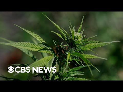 Doctors draw attention to potential health downsides of long-term marijuana use