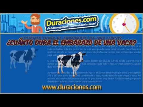 , title : '¿Cuánto dura el embarazo de una vaca? | Duraciones.net'