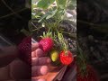 Strawberry Fruit Plant #viral #food #delicious #amazing #trending #nature