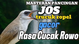 Download lagu Trucukan gacor ropel panjang rasa cucak rowo untuk pancingan dan  masteran mp3