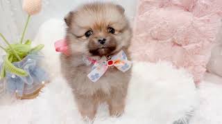 ポメラニアンの動画01