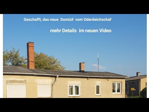 Quasselstunde ums "Wollige" Thema und Neuigkeiten  rund ums Oderdeichschaf