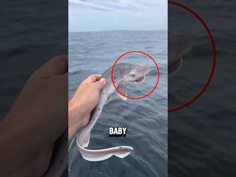 Never Catch a Baby Shark‼️😱