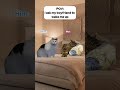 When I Ask My Boyfriend To Wake Me Up Cat Catmemes Catsoftiktok Couple Couplegoals Funnycats