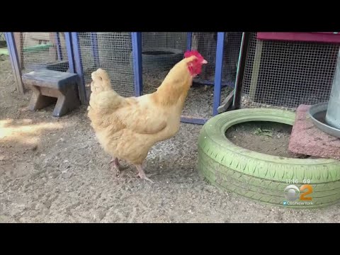 Backyard Chicken Law Frustrates Some On Long Island