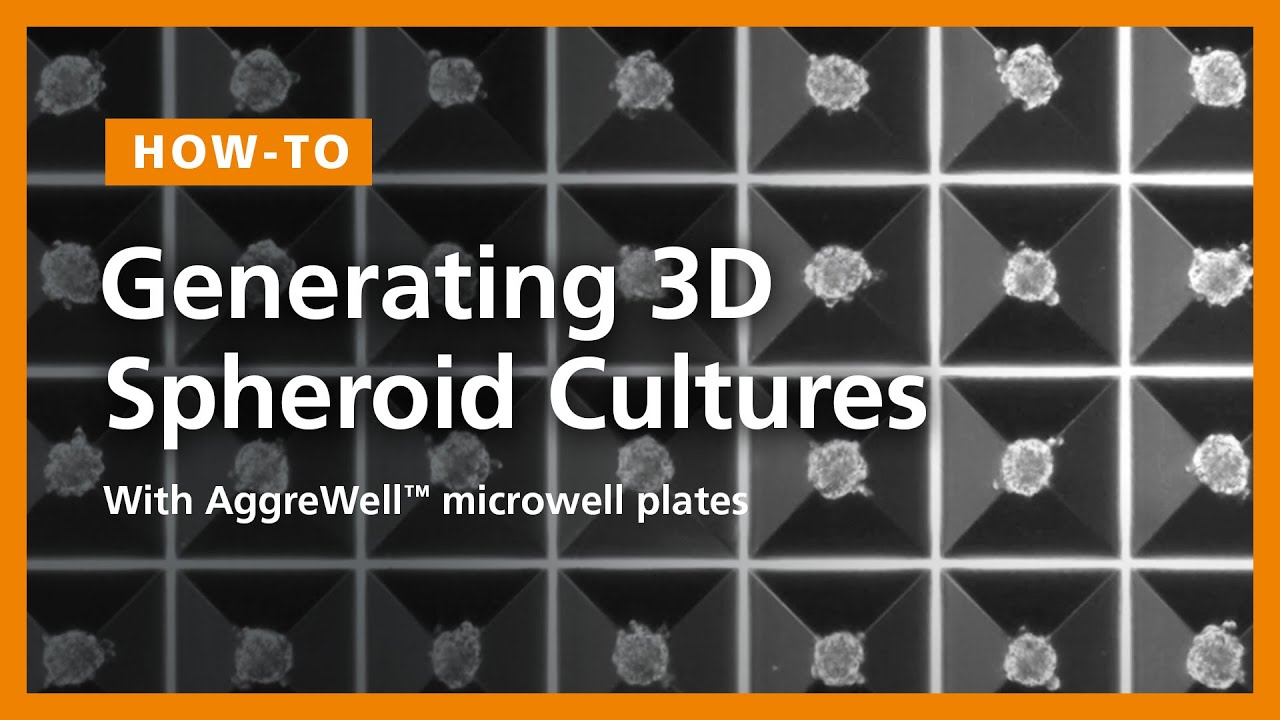 How to Generate Uniform, Size-Controlled 3D Spheroid Cultures with AggreWell™ Microwell Plates