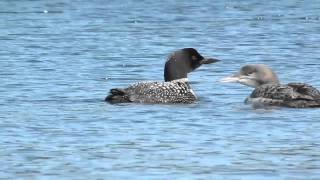 The haunting call of the Common Loon