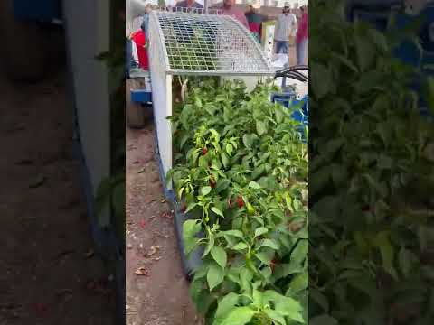 Chili 🌶️ 🌶️ Harvester Moses 1010 || Made By Etgar Mexico || #shorts #farming #agriculture