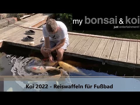 Koi 2022-1 - win-win - Reiswaffeln für Fußbad