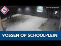 Vossen op het schoolplein van basisschool Het Volle Leven