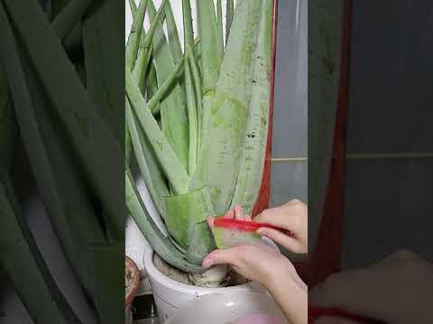 BRILLIANT BEAUTY IDEAS THAT WILL MAKE YOU SHINE BY ALOVERA TIPS # 166