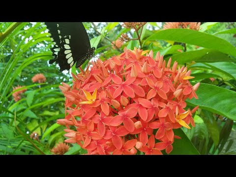 Ashoka Flower| Searching nectar by butterfly|LiJu Sisters