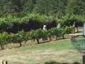 Salem, Oregon Vineyard
