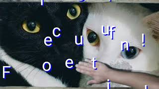 Os gatos mais lindo do mundo! #gatosengraados #animal #cats #gatos #animais #funycats