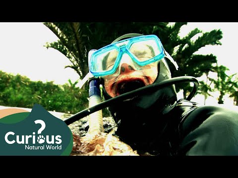 An Attack By A Territorial 400 Pound Alligator | Human Prey | Curious?: Natural World