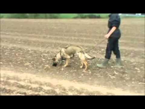 Forest z Jukasu - piece of tracking - 9 months