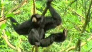 BEST OF Funny Talking Animals - Walk on the Wild Side
