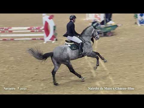 Navarro  * Nairobi de Muze x Chacco Blue   * 2021