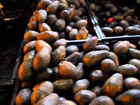 Lali in Valparaiso fruit market