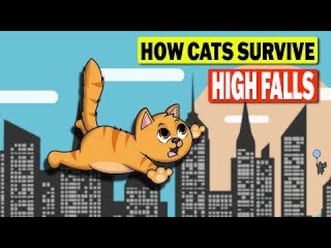How Can a Cat Survive a High Rise Fall