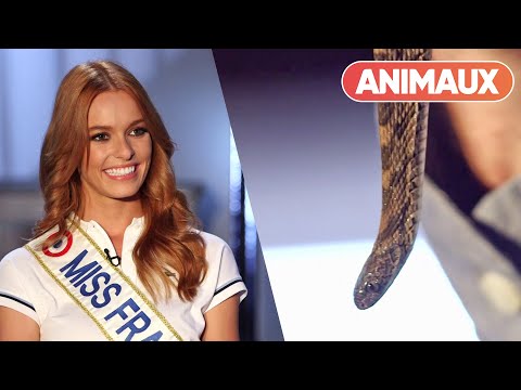 Ce serpent gobeur d’œufs inquiète Maëva Coucke