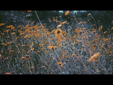 (FREE) "Flowers" Drake x OvO x Quentin Miller Type Beat (prod.oxanax2mg)