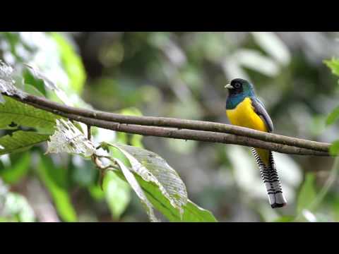 Trogon rufus