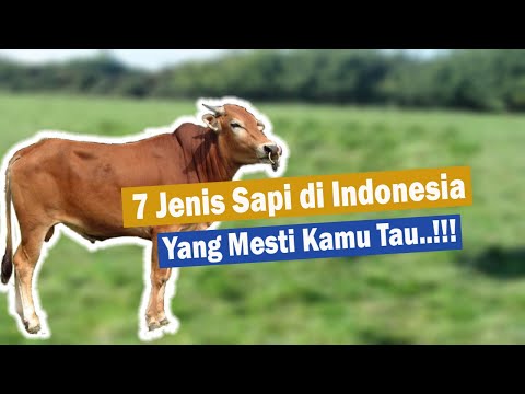 , title : '7 Jenis Sapi di Indonesia Yang Mesti Kamu Tau'