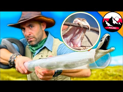 Najniebezpieczniejsze węże 🐍 Western Diamondback i Black Mamba | Brave Wilderness Polski