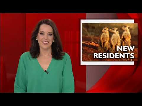 PRIME7 News North Coast 03-10-2017