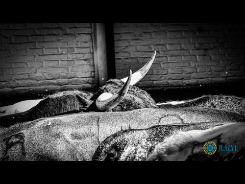 Novillos de la novillada concurso de ganaderías