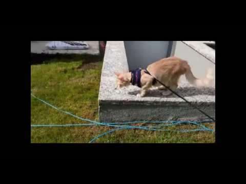 Serena Vita's Bandai & Belkis enjoying the garden