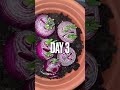 Quickest Way Growing Onions Youtubshorts Onions Greenonion Grow Water