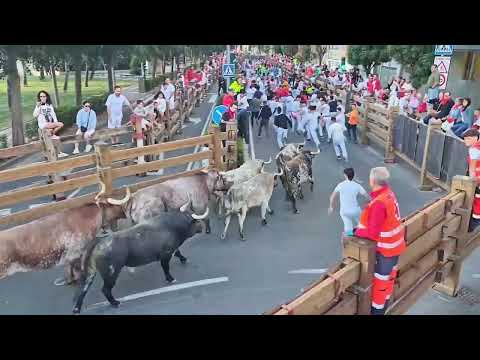 CUARTO ENCIERRO de Tudela 2025   Toros de Toropasión