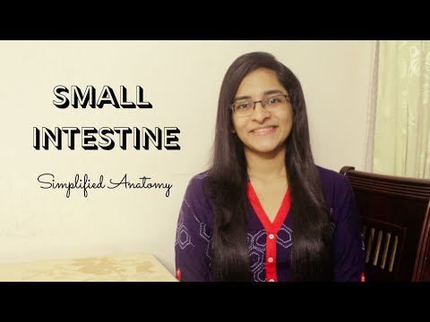 SMALL INTESTINE | ANATOMY | SIMPLIFIED
