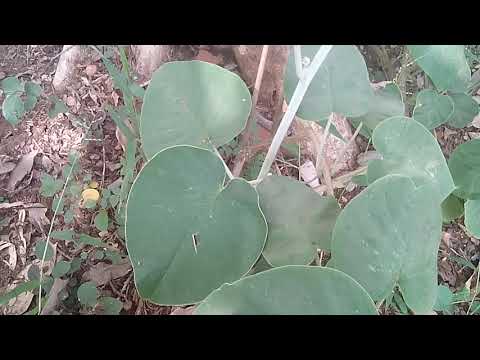 विधारा-समुद्र शोख की पहचान|| Elephant creeper Plants-Argyreia nervosa Samudra-sokh || vidhara plant Video