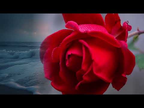 ANDRÉS ELOY BLANCO - Donde se empieza a querer